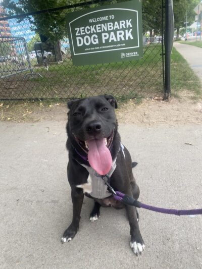 Zeckenbark Dog Park - Denver, CO