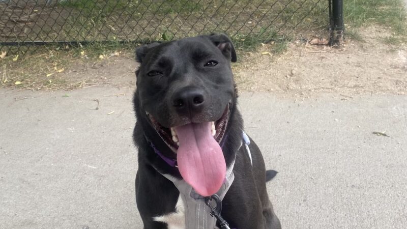 Zeckenbark Dog Park - Denver, CO