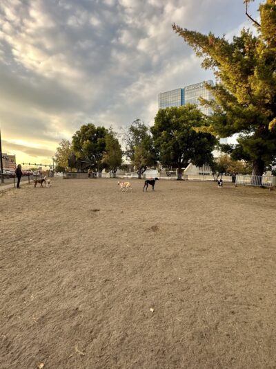 Zeckenbark Dog Park - Denver, CO