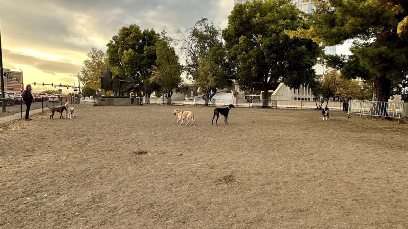 Zeckenbark Dog Park - Denver, CO