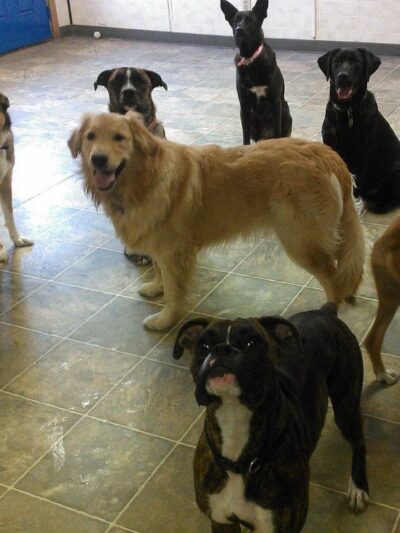 Canine and Company - Depew, NY