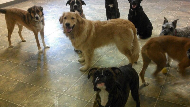 Canine and Company - Depew, NY