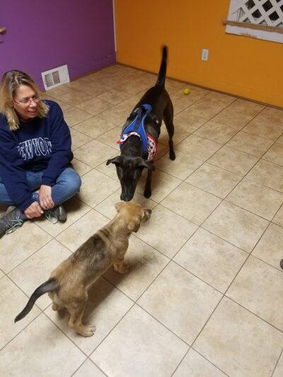 Canine and Company - Depew, NY