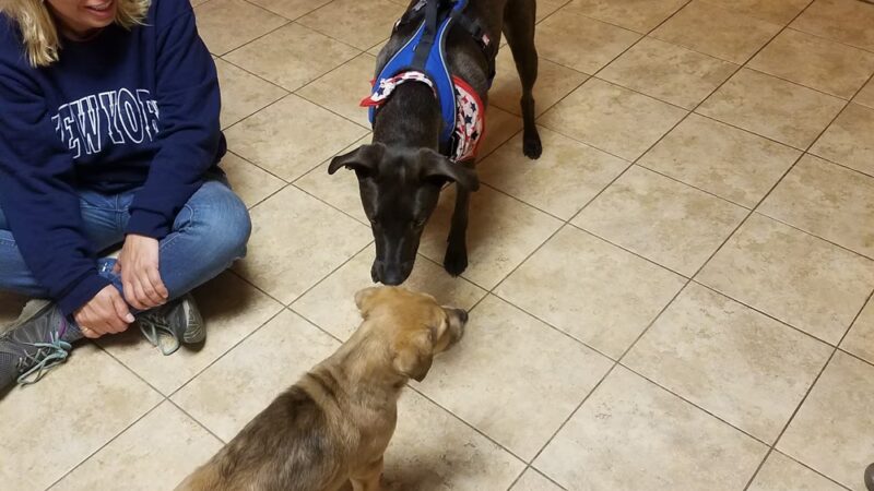 Canine and Company - Depew, NY