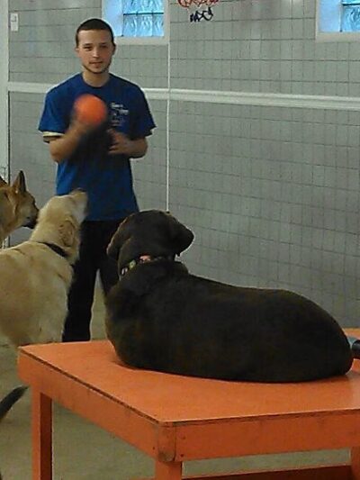 Canine and Company - Depew, NY