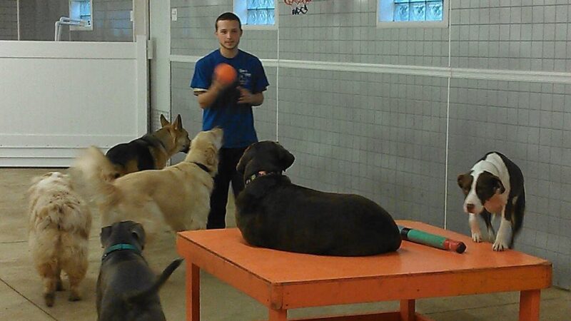 Canine and Company - Depew, NY