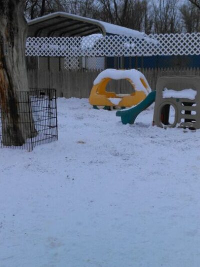 Canine and Company - Depew, NY