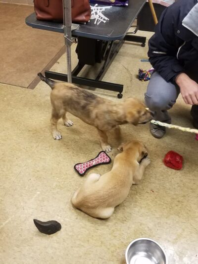 Canine and Company - Depew, NY