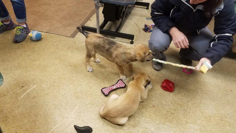 Canine and Company - Depew, NY