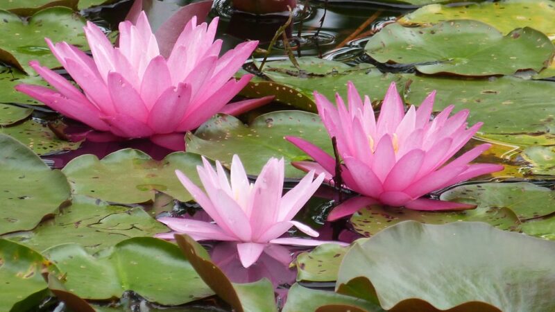 Reinstein Woods Nature Preserve - Depew, NY