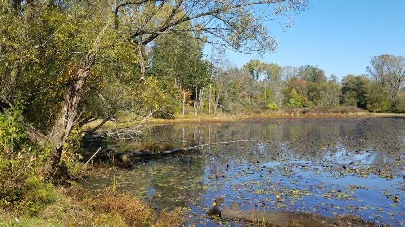 Reinstein Woods Nature Preserve - Depew, NY
