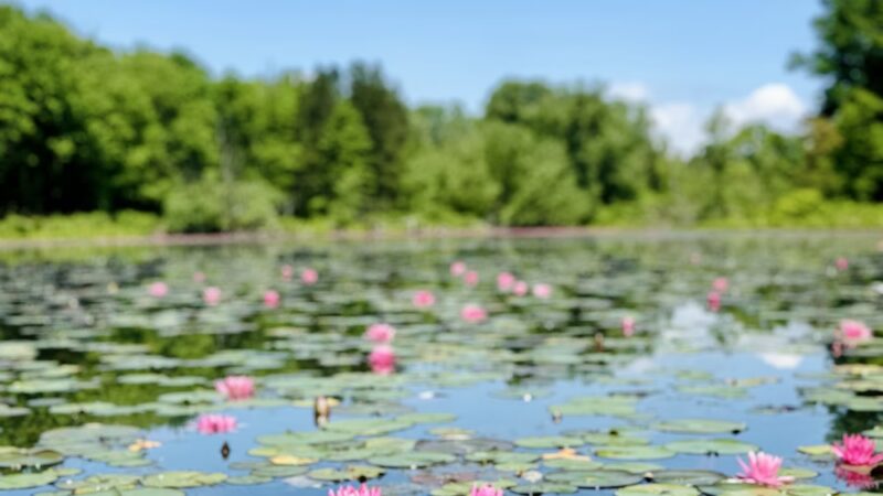 Reinstein Woods Nature Preserve - Depew, NY