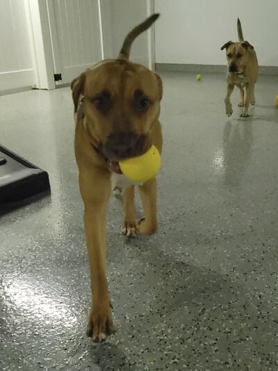 Playful Pack - Derwood, MD