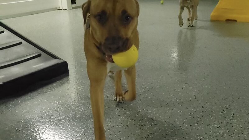 Playful Pack - Derwood, MD