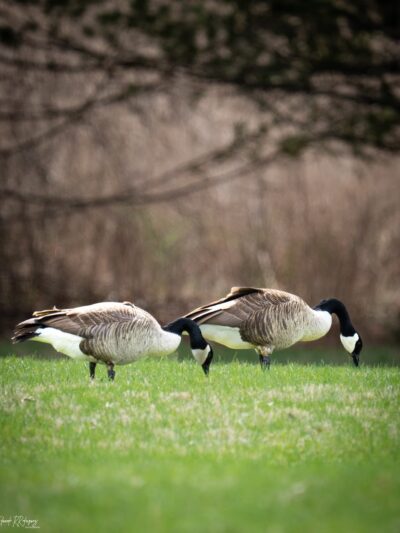 Easter Lake Spine Trail - Des Moines, IA