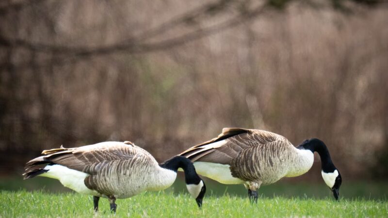 Easter Lake Spine Trail - Des Moines, IA