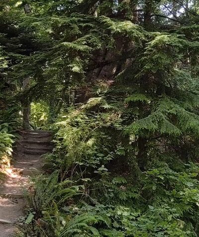 McSorley Creek Loop Trail - Des Moines, WA