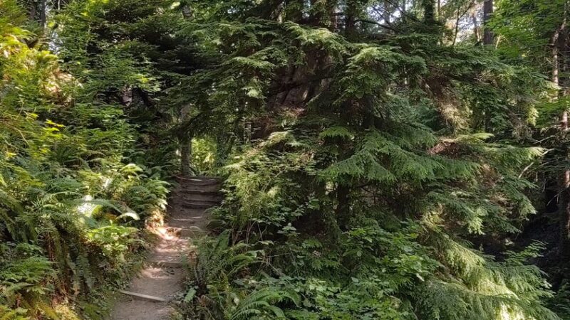 McSorley Creek Loop Trail - Des Moines, WA