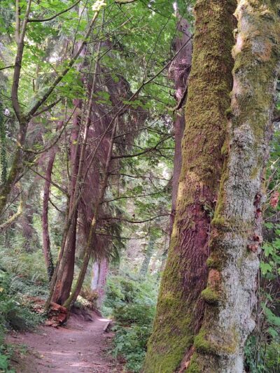 McSorley Creek Loop Trail - Des Moines, WA