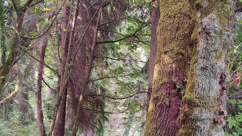 McSorley Creek Loop Trail - Des Moines, WA