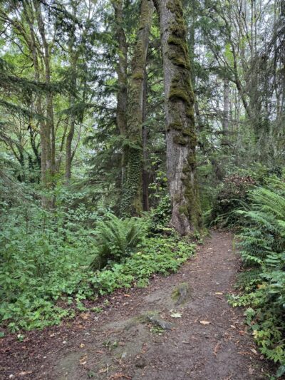 McSorley Creek Loop Trail - Des Moines, WA