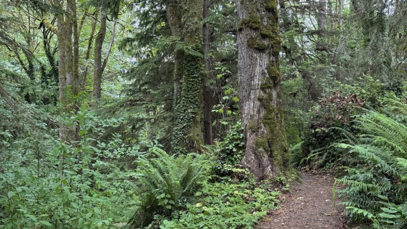 McSorley Creek Loop Trail - Des Moines, WA