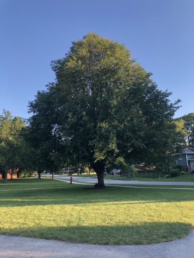 Des Plaines Manor Park - Des Plaines, IL