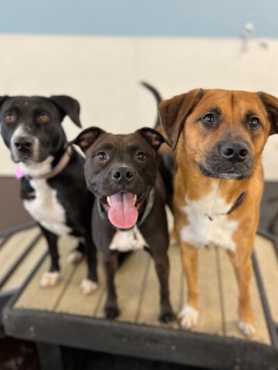 Playtime Pup Ranch - Des Plaines, IL