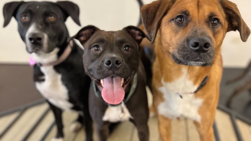 Playtime Pup Ranch - Des Plaines, IL