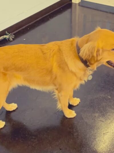 Playtime Pup Ranch - Des Plaines, IL