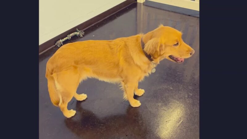 Playtime Pup Ranch - Des Plaines, IL