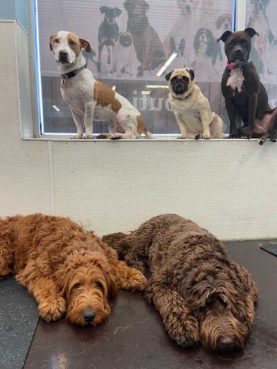 Playtime Pup Ranch - Des Plaines, IL