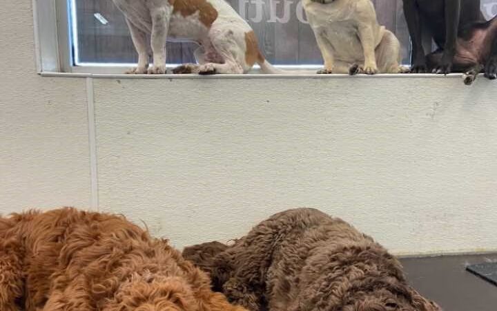 Playtime Pup Ranch - Des Plaines, IL