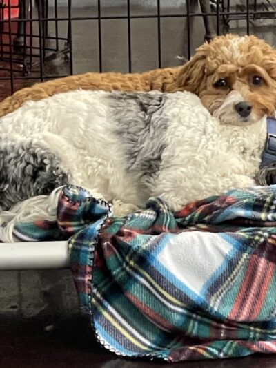 Playtime Pup Ranch - Des Plaines, IL