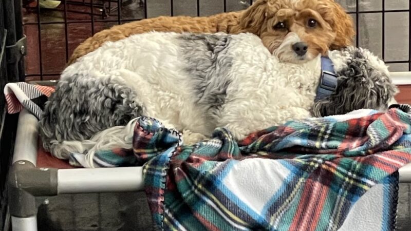 Playtime Pup Ranch - Des Plaines, IL