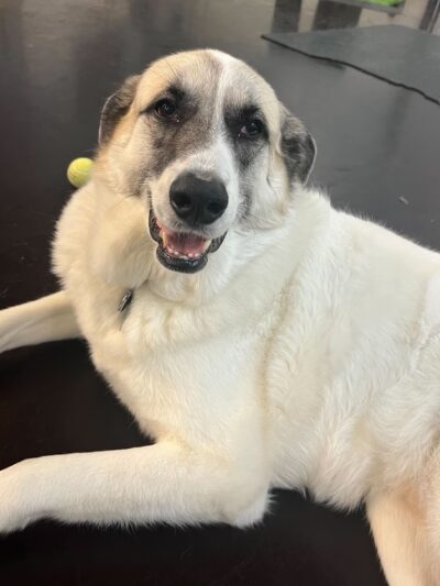 Playtime Pup Ranch - Des Plaines, IL