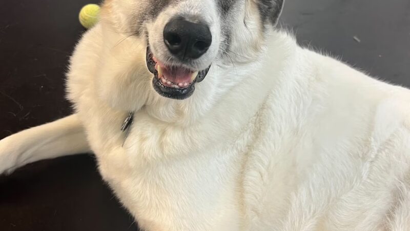 Playtime Pup Ranch - Des Plaines, IL