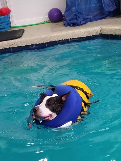 Splash Dog - Des Plaines, IL