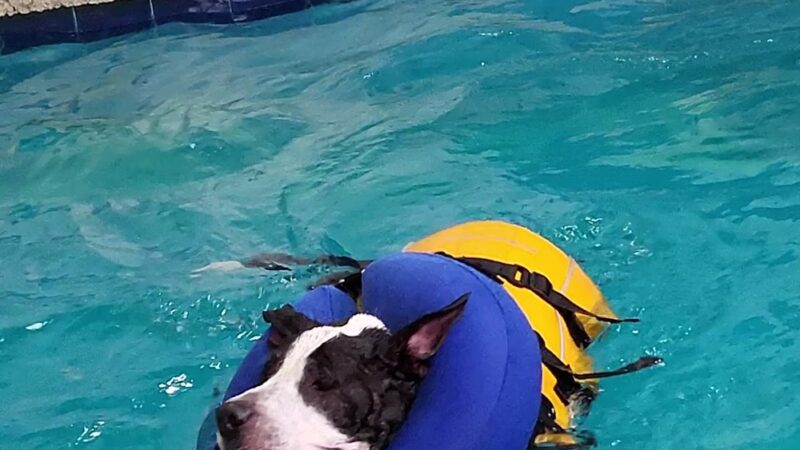 Splash Dog - Des Plaines, IL