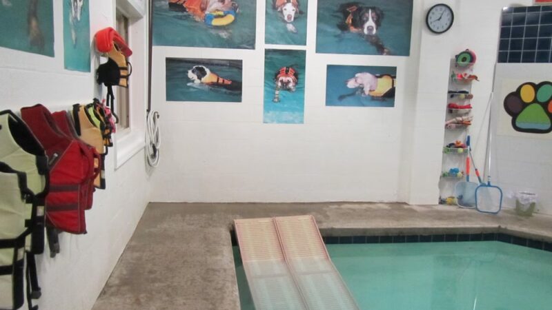 Splash Dog - Des Plaines, IL