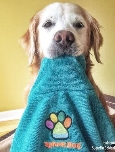 Splash Dog - Des Plaines, IL