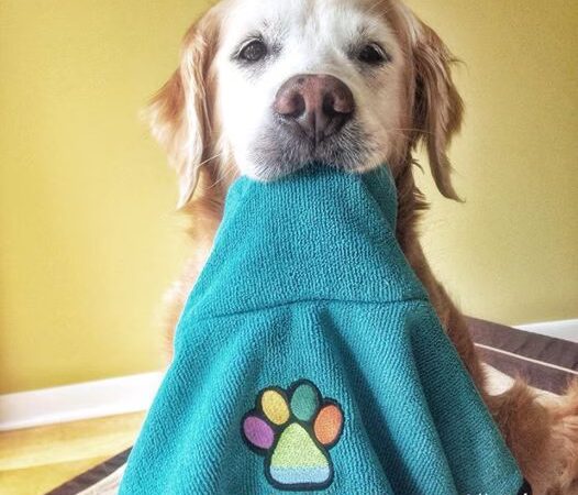 Splash Dog - Des Plaines, IL