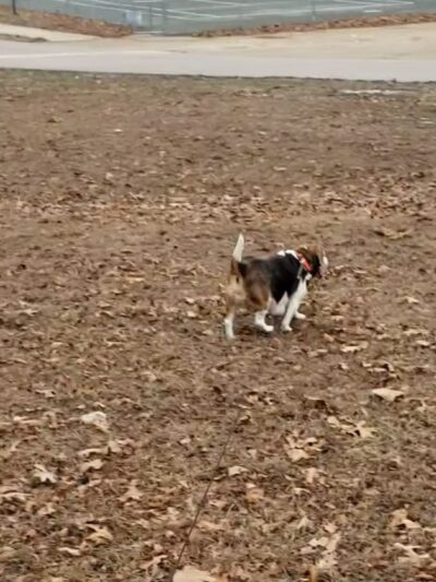 Desloge Park - Desloge, MO