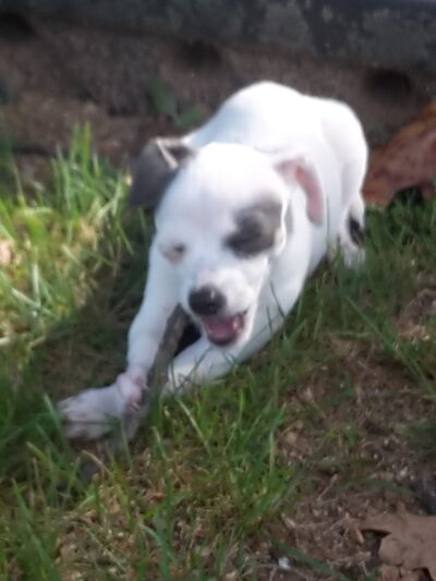 Desloge Park Gazebo - Desloge, MO
