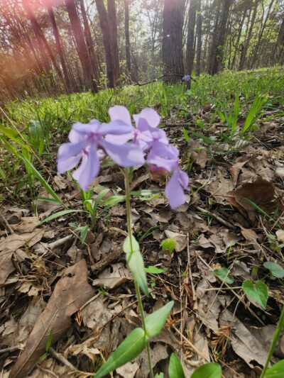 Pike Run Trailhead - Desloge, MO