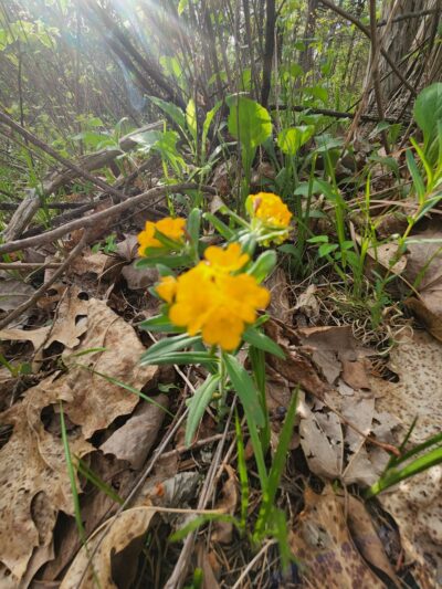 Pike Run Trailhead - Desloge, MO