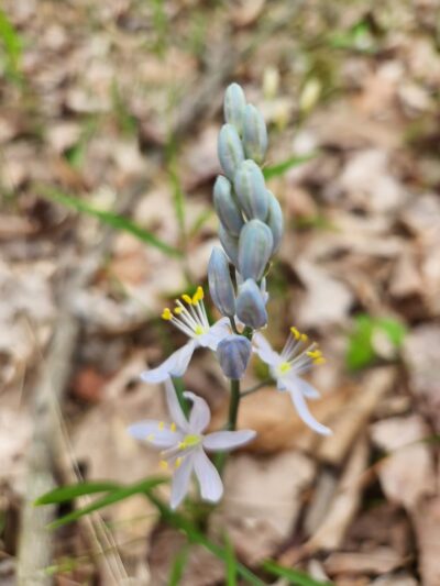 Pike Run Trailhead - Desloge, MO