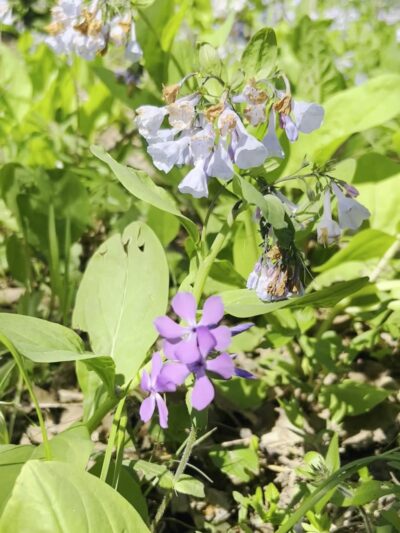 Swimming Deer Trailhead - Desloge, MO