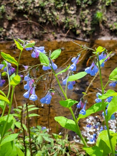 Swimming Deer Trailhead - Desloge, MO