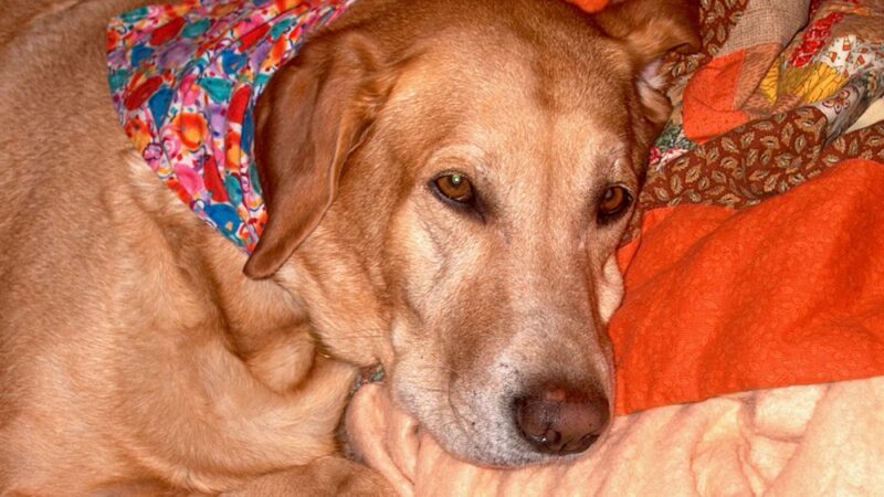 Manilow's Canine Playground - Devens, MA